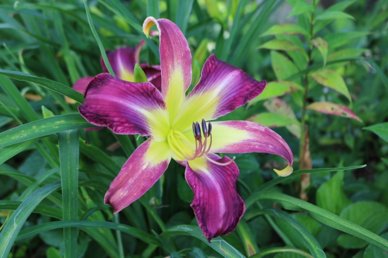 Ledgewood's Dragon Fly from Haley_Springs_Farm