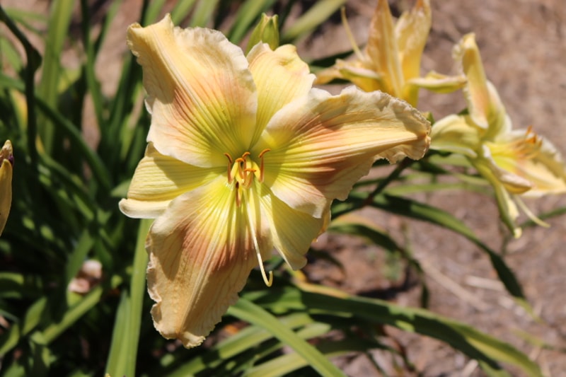 Flying Dipper from Haley_Springs_Farm