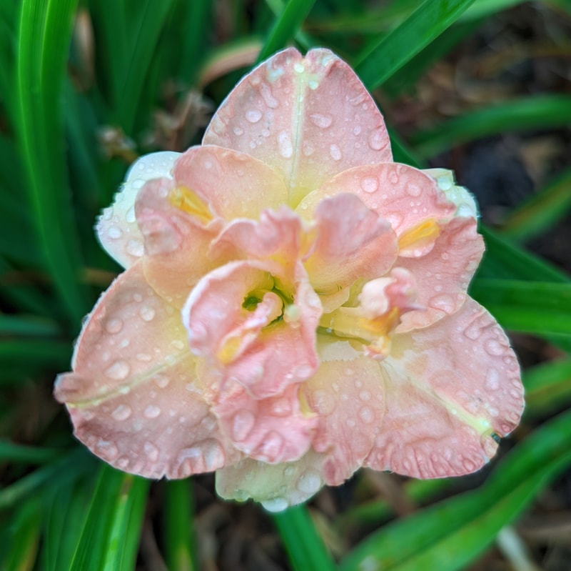 Lacy Doily from Haley_Springs_Farm