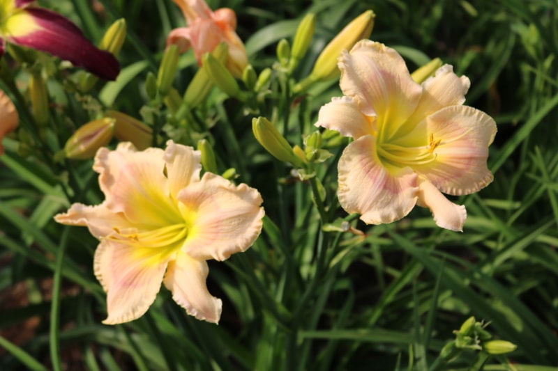 The Sensational Six from Haley_Springs_Farm