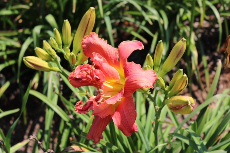 Wishy Washy from Haley_Springs_Farm