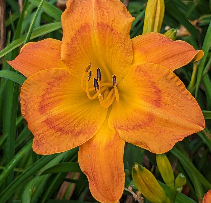 Jambalaya from Haley_Springs_Farm