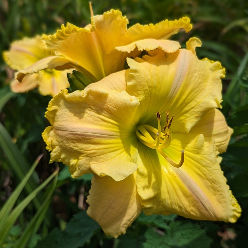 Rainforest Magic from Haley_Springs_Farm