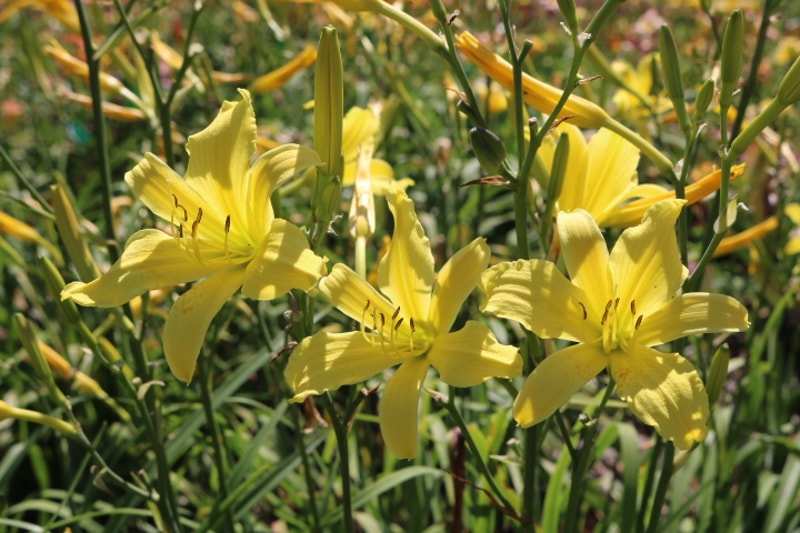 Itsy Bitsy Spider from Haley_Springs_Farm