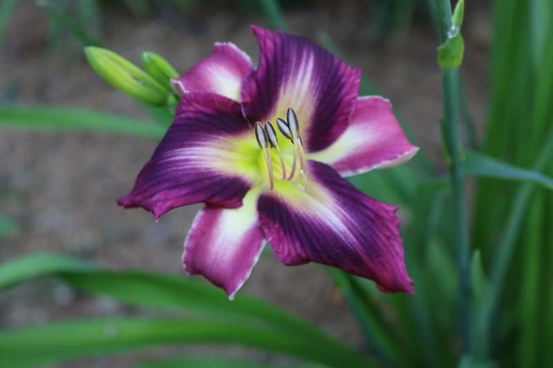 Smoke Scream from Haley_Springs_Farm