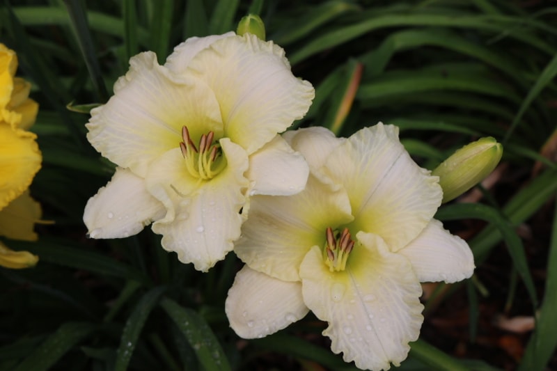 Onion Patch from Haley_Springs_Farm