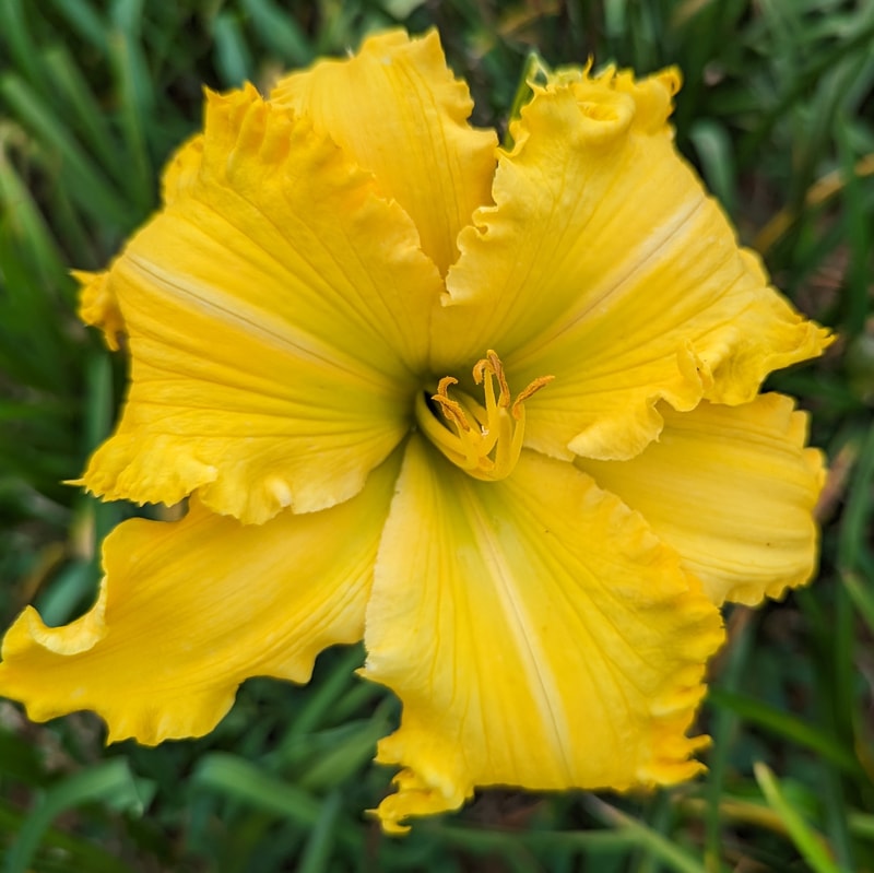 Spacecoast The Green Mile from Haley_Springs_Farm