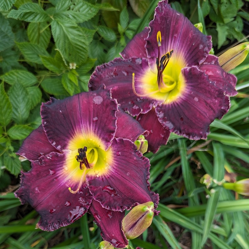 Shaka Zulu from Haley_Springs_Farm