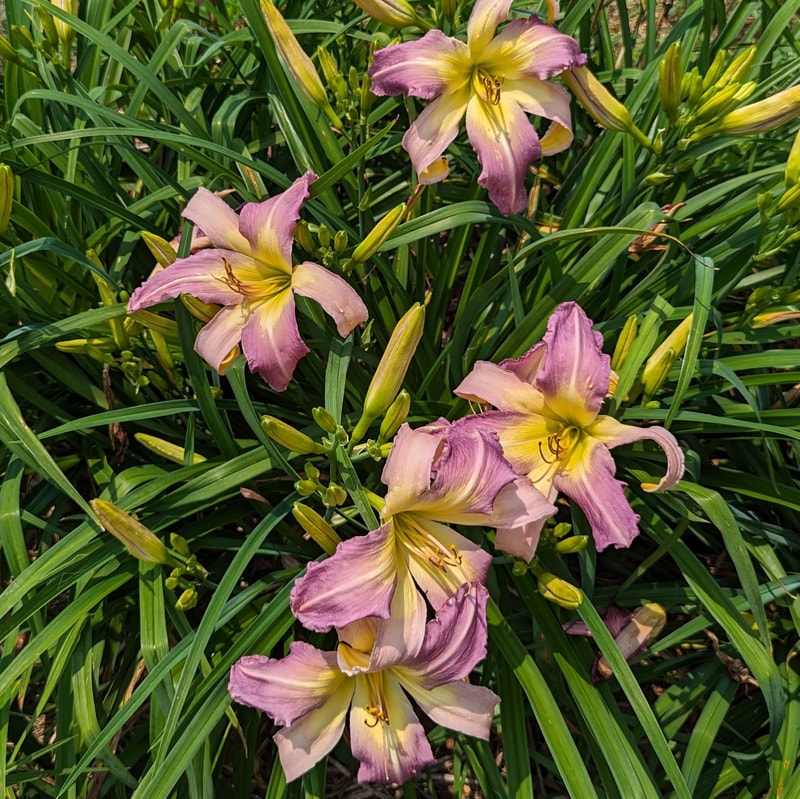 Carolina Cool Down from Haley_Springs_Farm