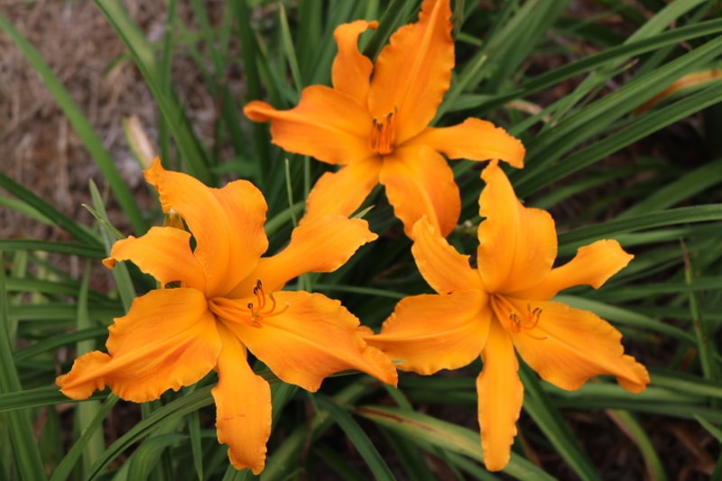 Primal Scream from Haley_Springs_Farm