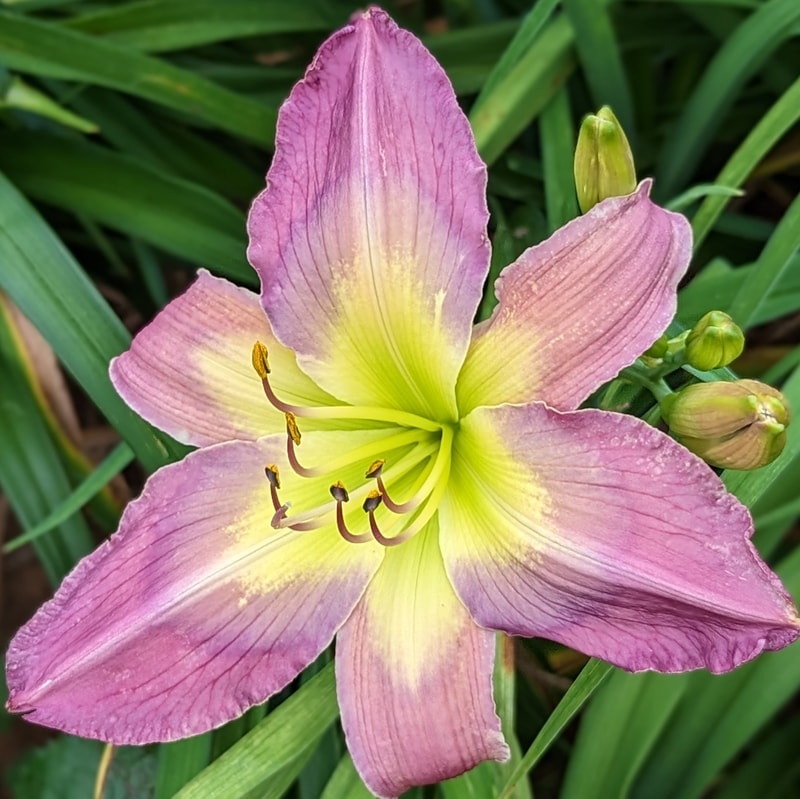 Life Goes On from Haley_Springs_Farm