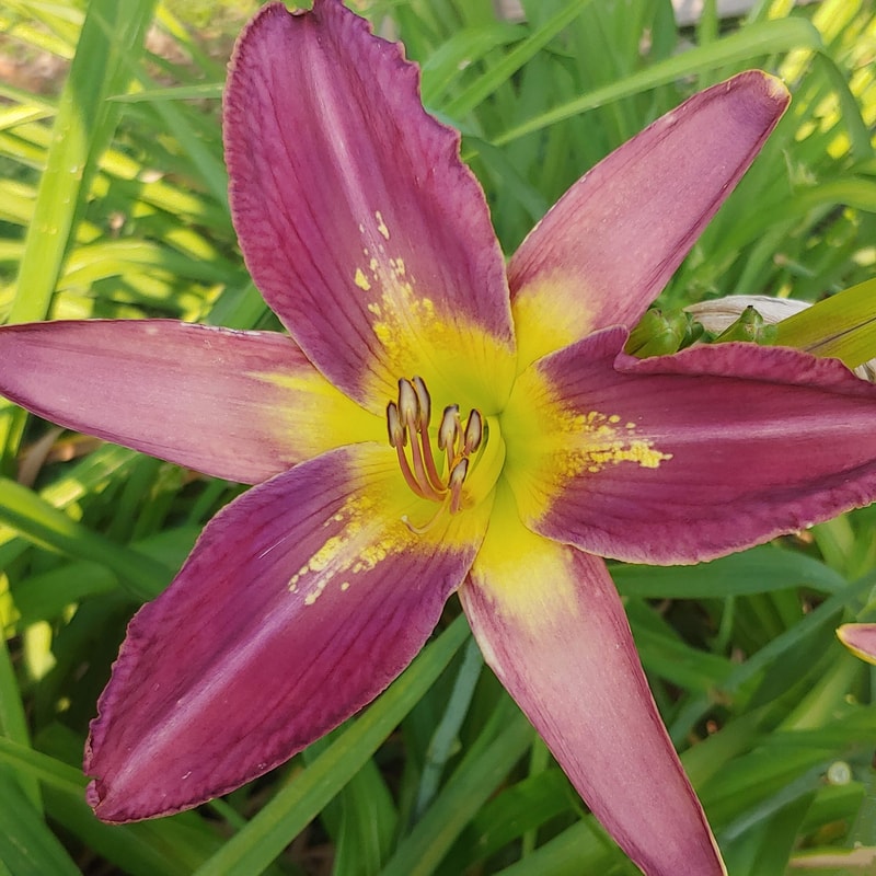 Star of India from Haley_Springs_Farm