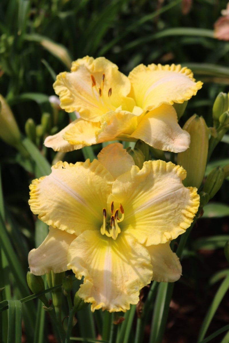 Trevi Fountain from Haley_Springs_Farm