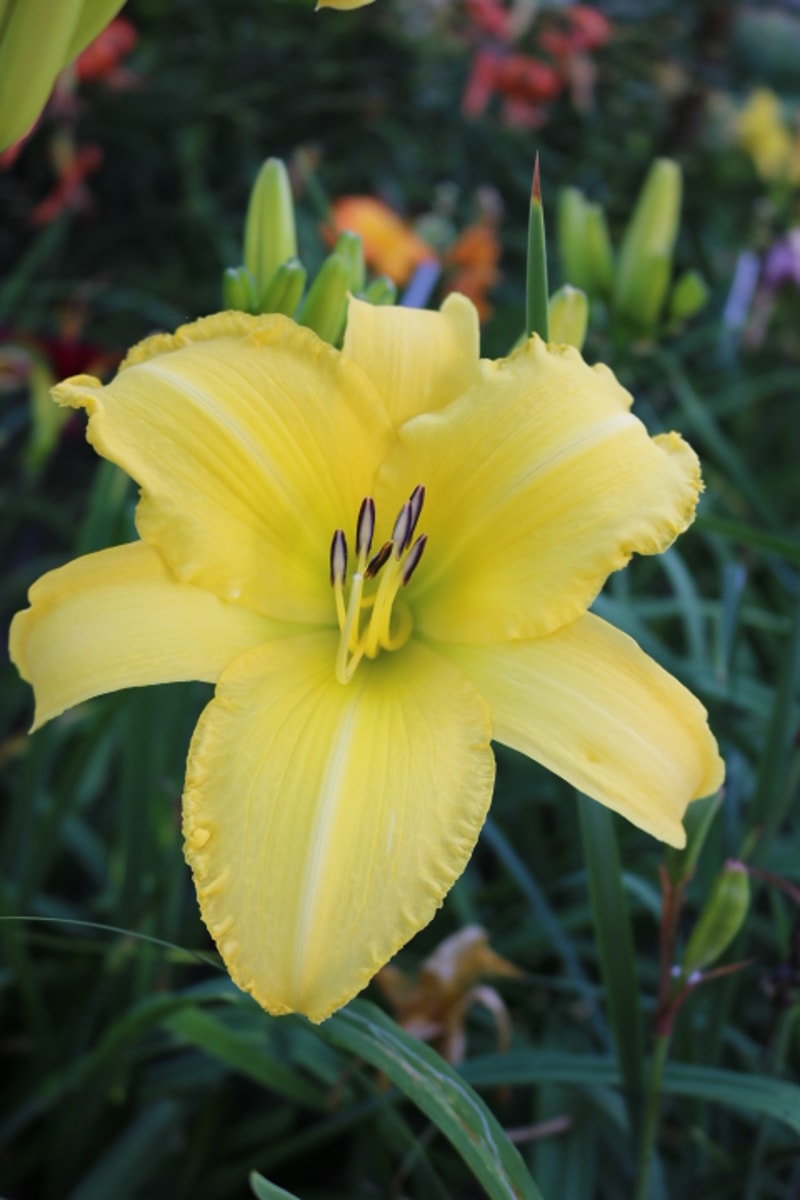 Sherwood Gladiator from Haley_Springs_Farm