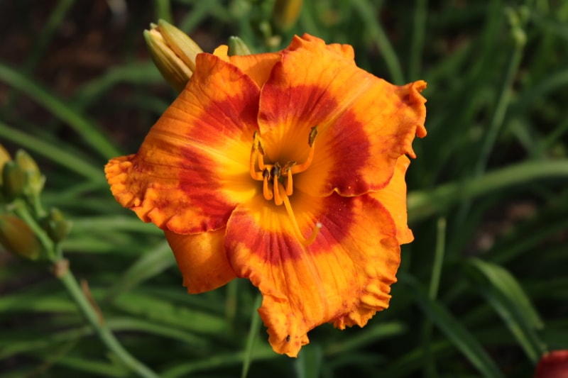 Vitamin C from Haley_Springs_Farm