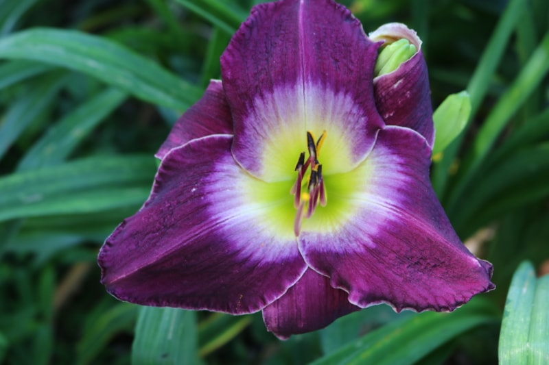 Sanoma Falls from Haley_Springs_Farm