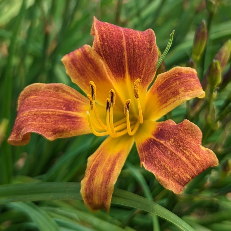 Bedbug from Haley_Springs_Farm