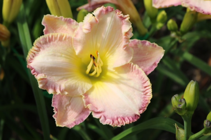 Orchid Island from Haley_Springs_Farm