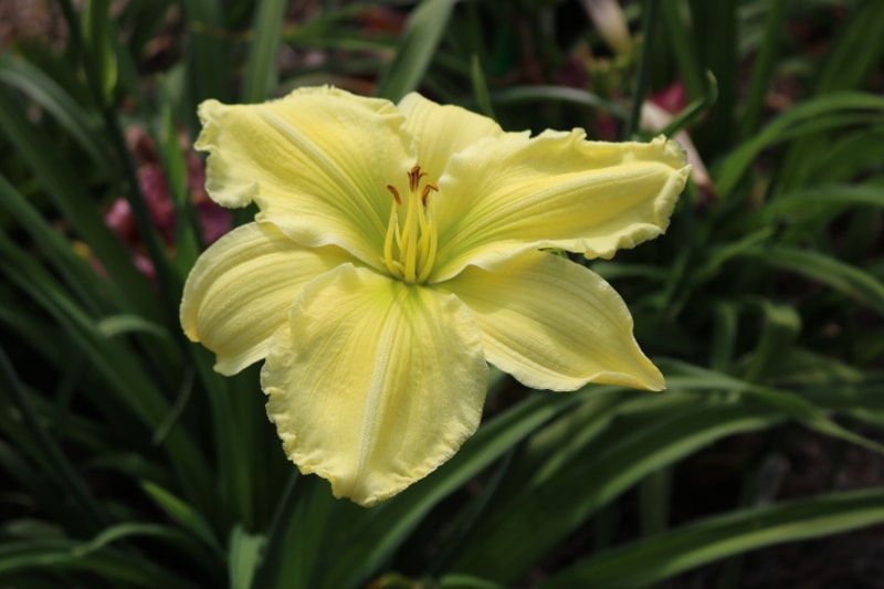 Skinny Dipper from Haley_Springs_Farm