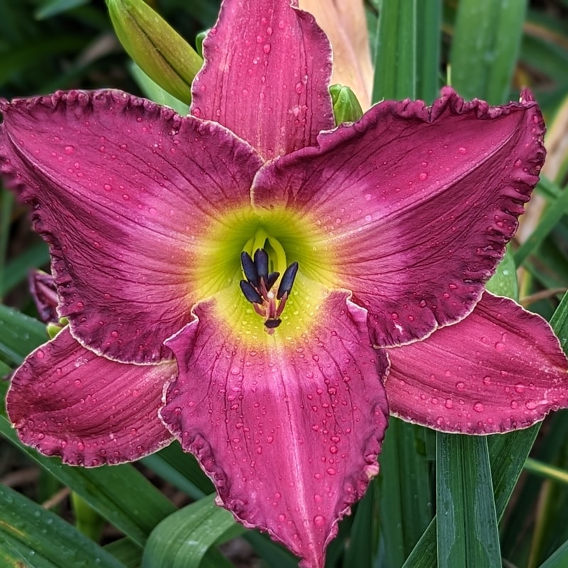 Victorian Garden Dancing Waters from Haley_Springs_Farm