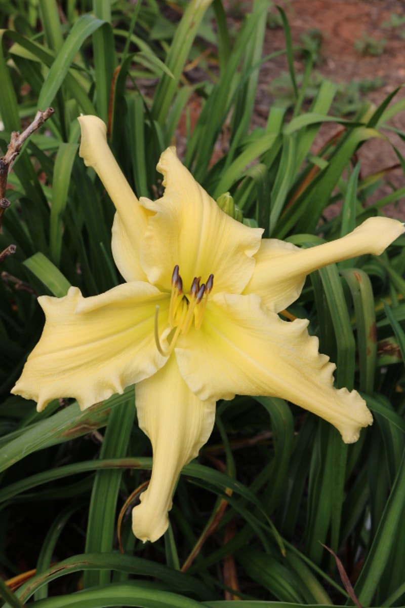 Mynelle's Starfish from Haley_Springs_Farm