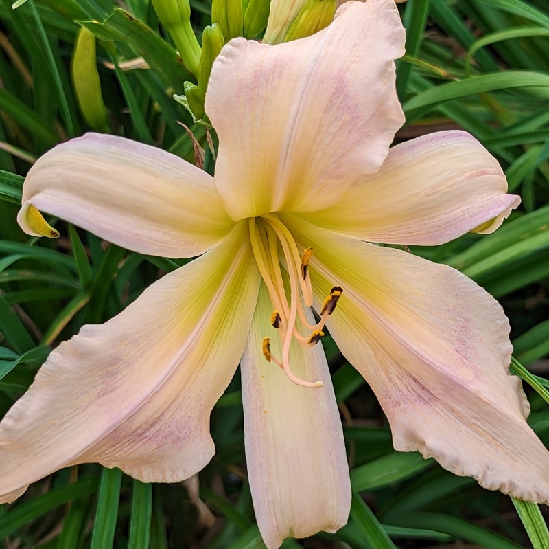 Veronica Louise from Haley_Springs_Farm