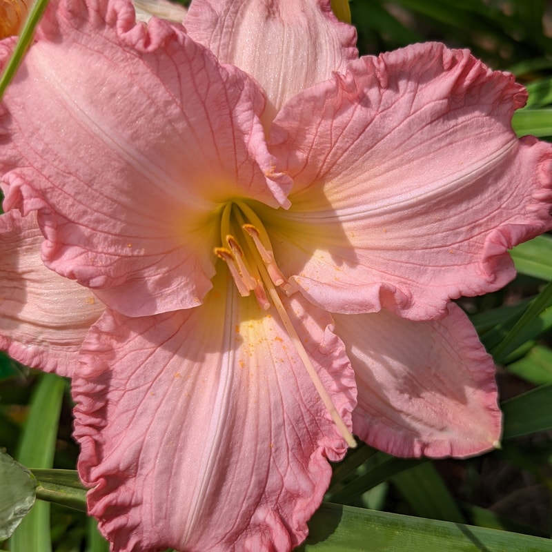 Wild Cherry Wine from Haley_Springs_Farm