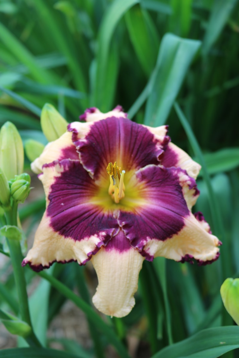 Sabine Baur from Haley_Springs_Farm