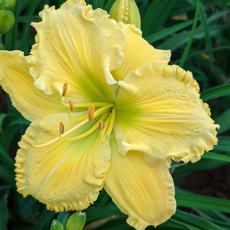 Butter Cream from Haley_Springs_Farm