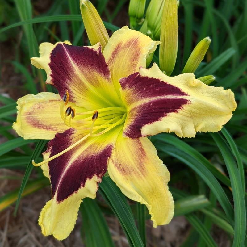 Hold Your Horses from Haley_Springs_Farm