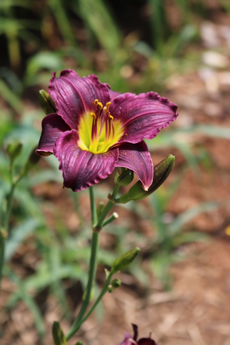 Barbary Corsair from Haley_Springs_Farm