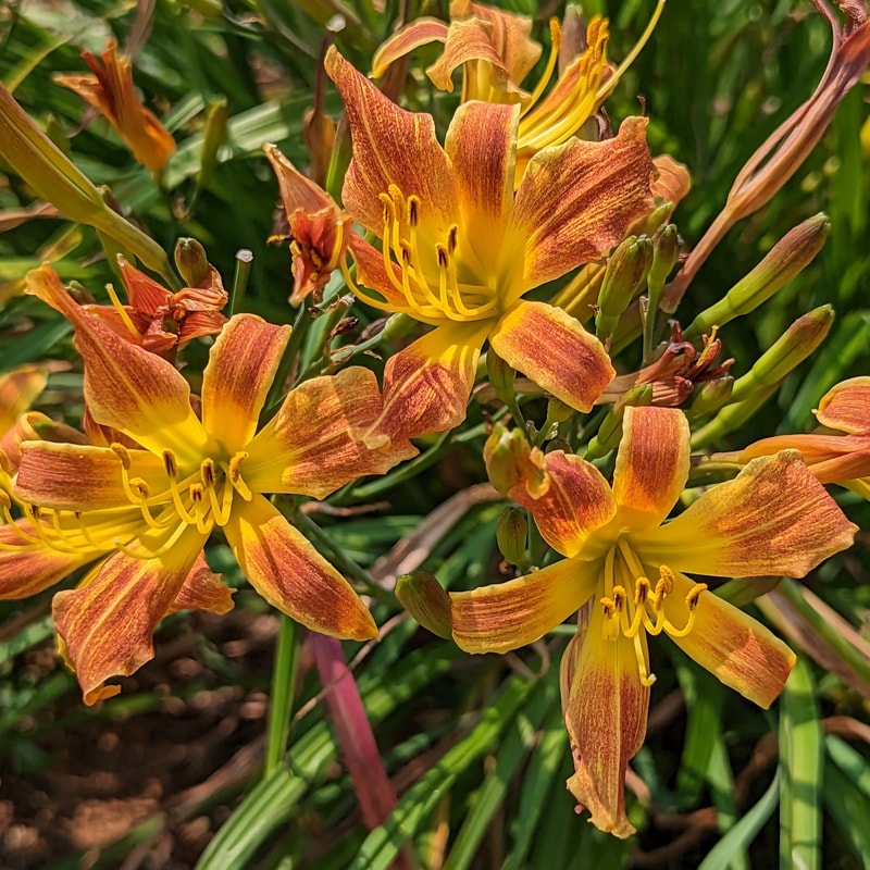 Bedbug from Haley_Springs_Farm