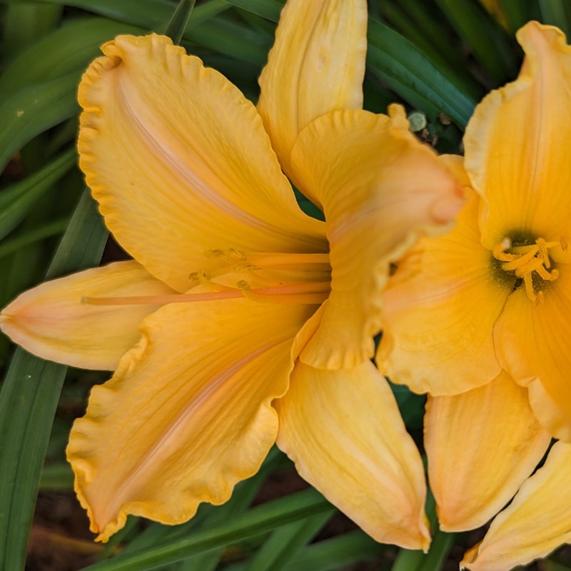 Tang Talisman from Haley_Springs_Farm