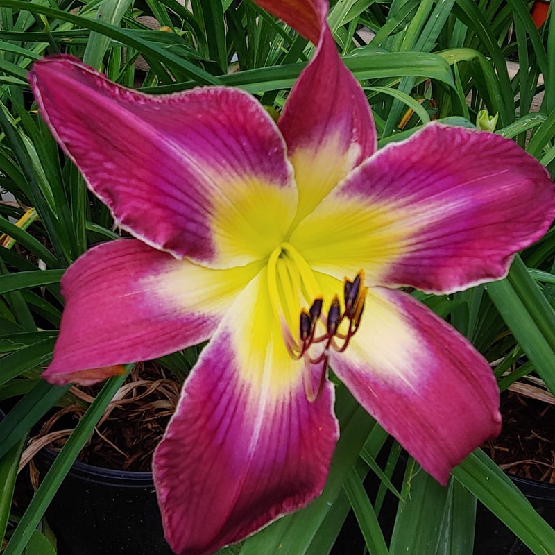 Deep Dark Secret from Haley_Springs_Farm