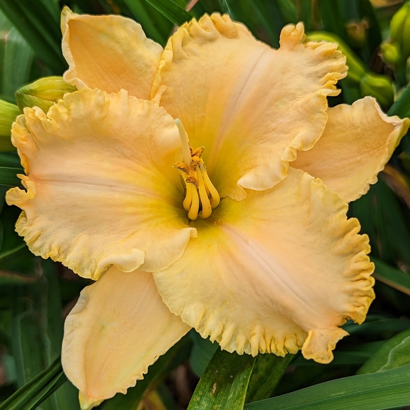 I Dreamed a Dream from Haley_Springs_Farm