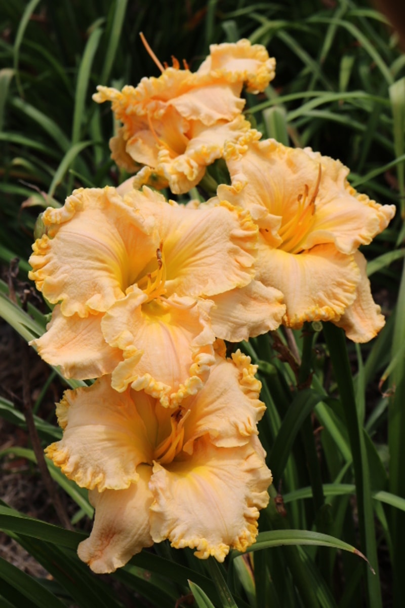 How Beautiful Heaven Must Be from Haley_Springs_Farm