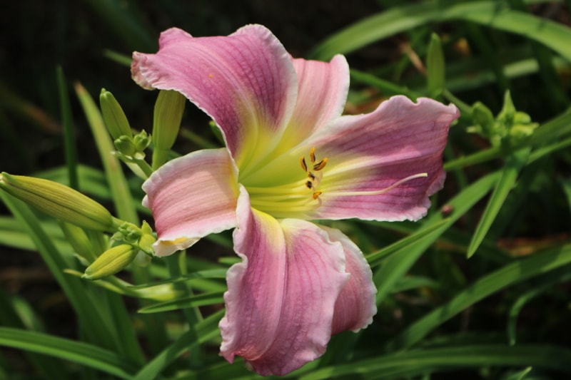 Flutterbye from Haley_Springs_Farm