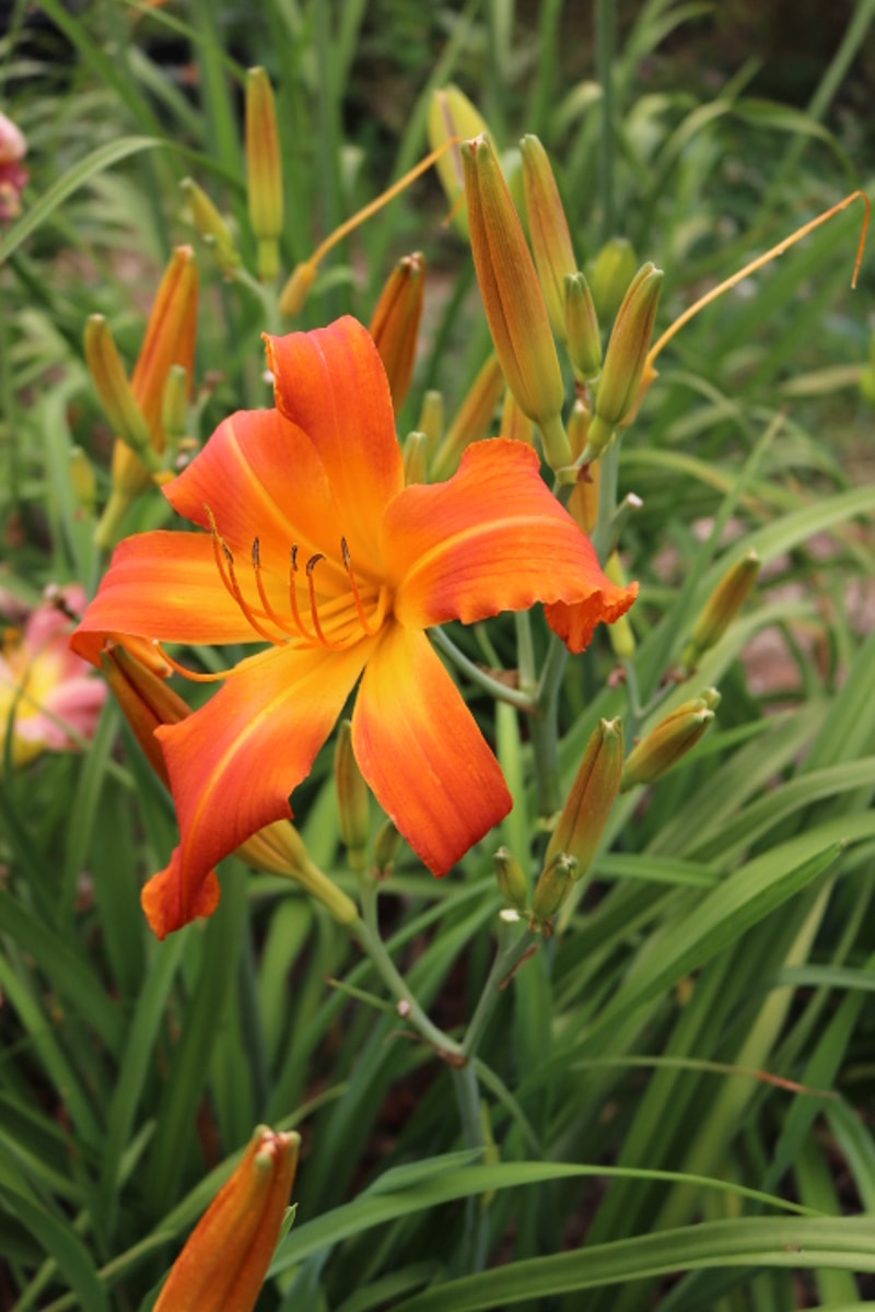 Bob Marley from Haley_Springs_Farm