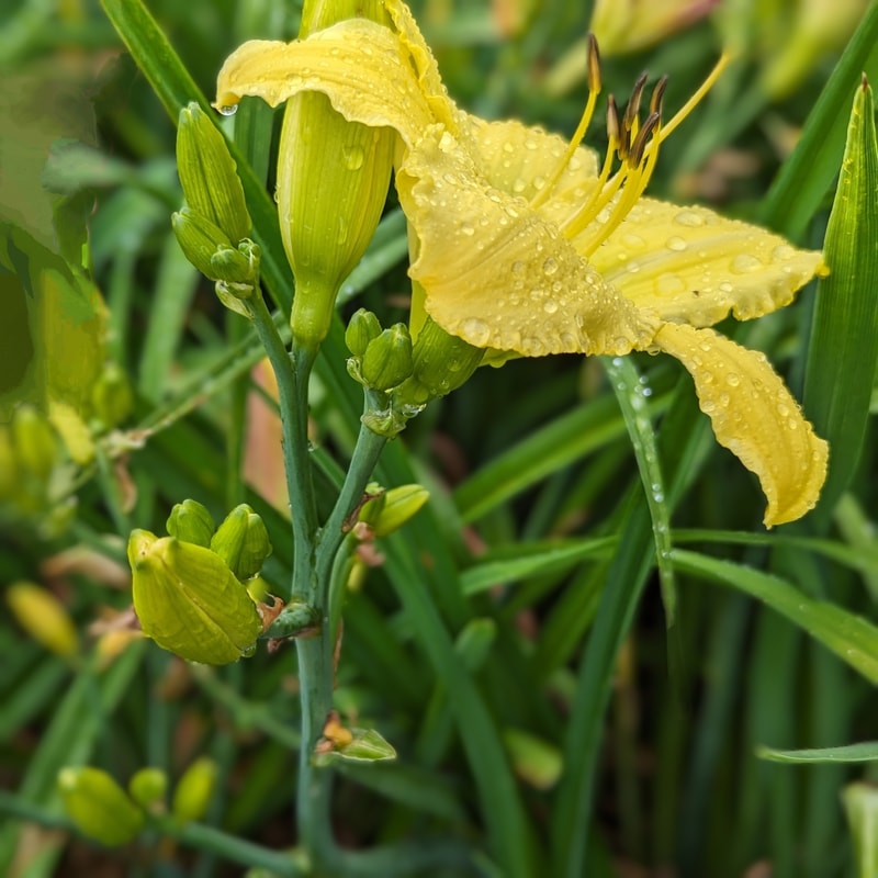 Cletus Clatterback from Haley_Springs_Farm