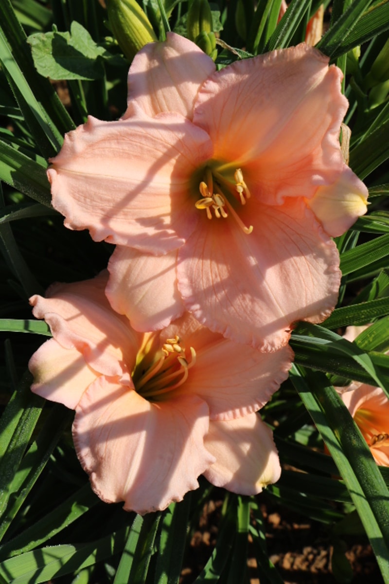 Fairy Tale Pink from Haley_Springs_Farm