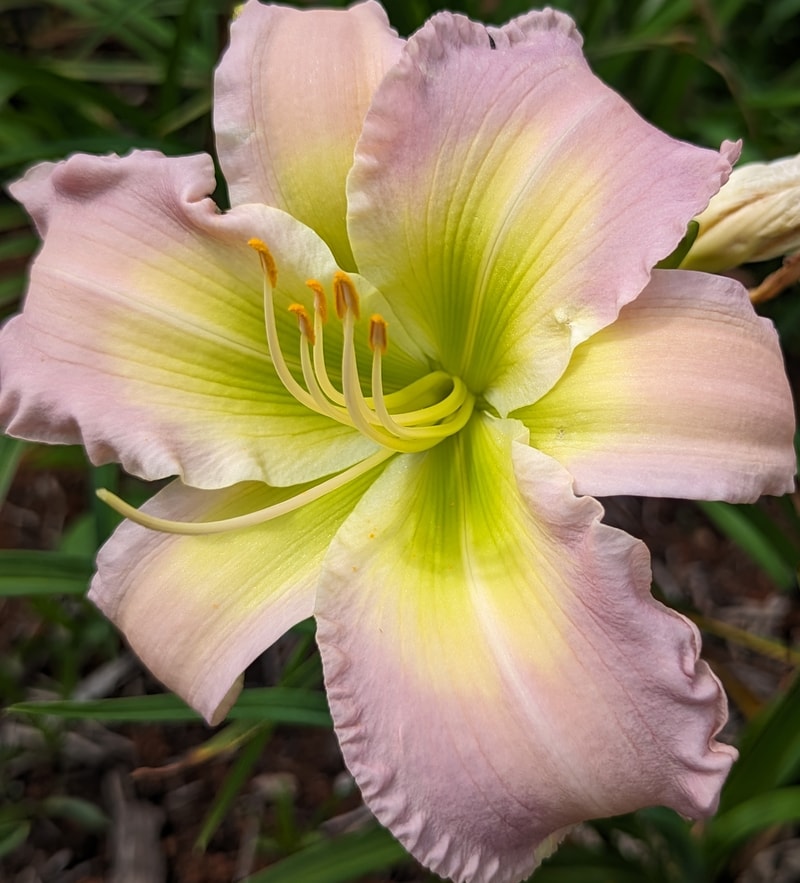 In High Regard from Haley_Springs_Farm