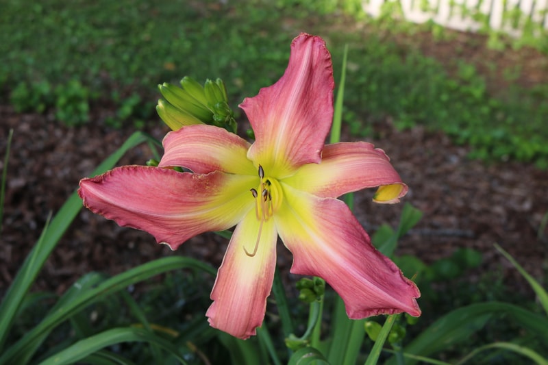 Webster's Pink Wonder from Haley_Springs_Farm
