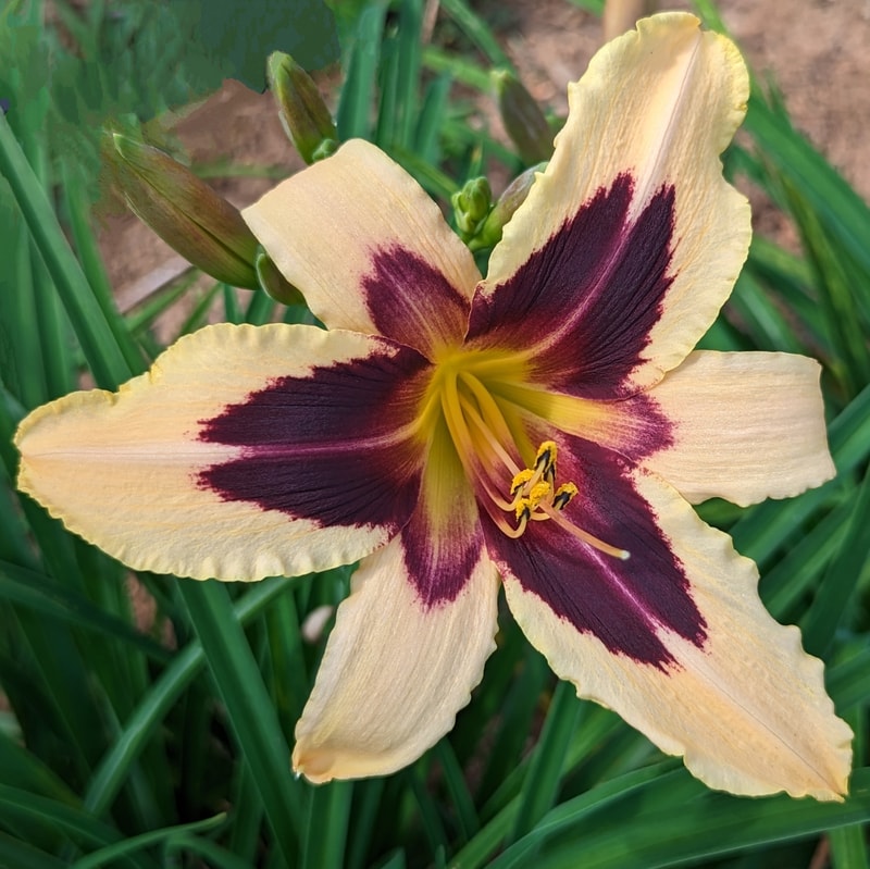 Wild Horses from Haley_Springs_Farm