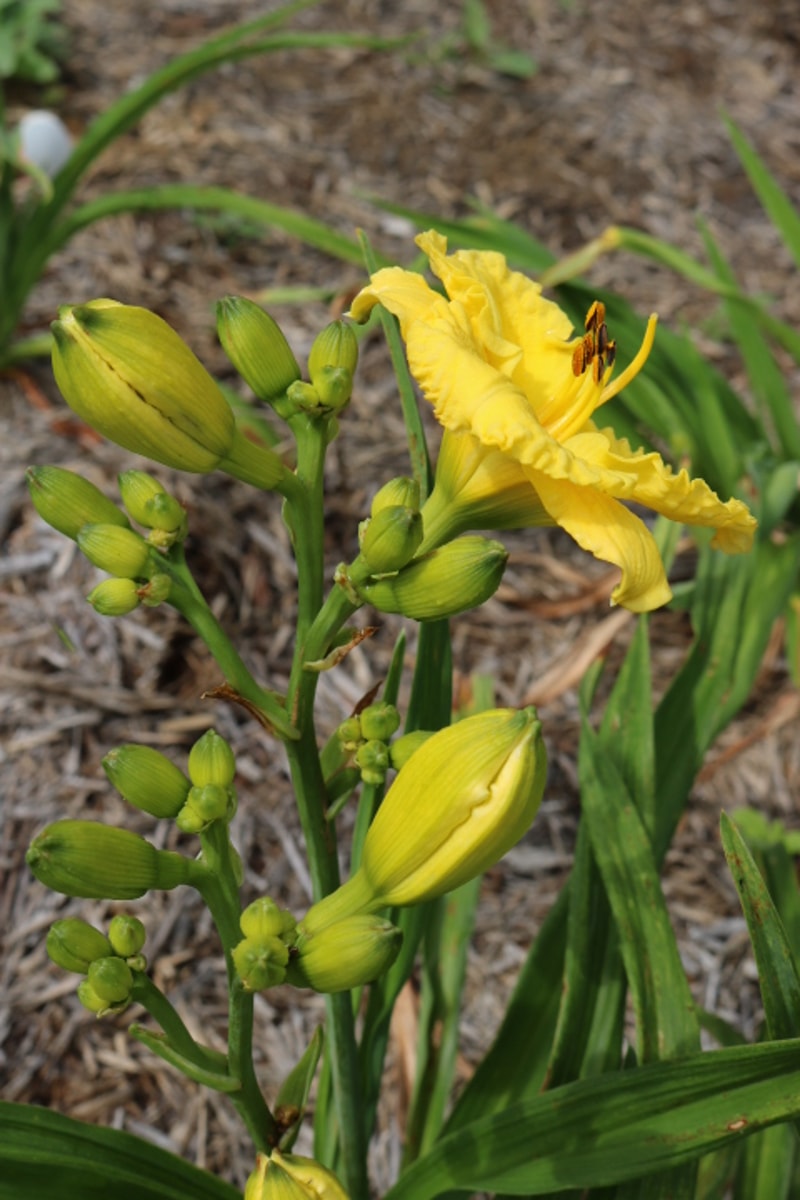 Just for Breakfast from Haley_Springs_Farm
