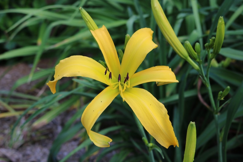 Yellow Monkey from Haley_Springs_Farm