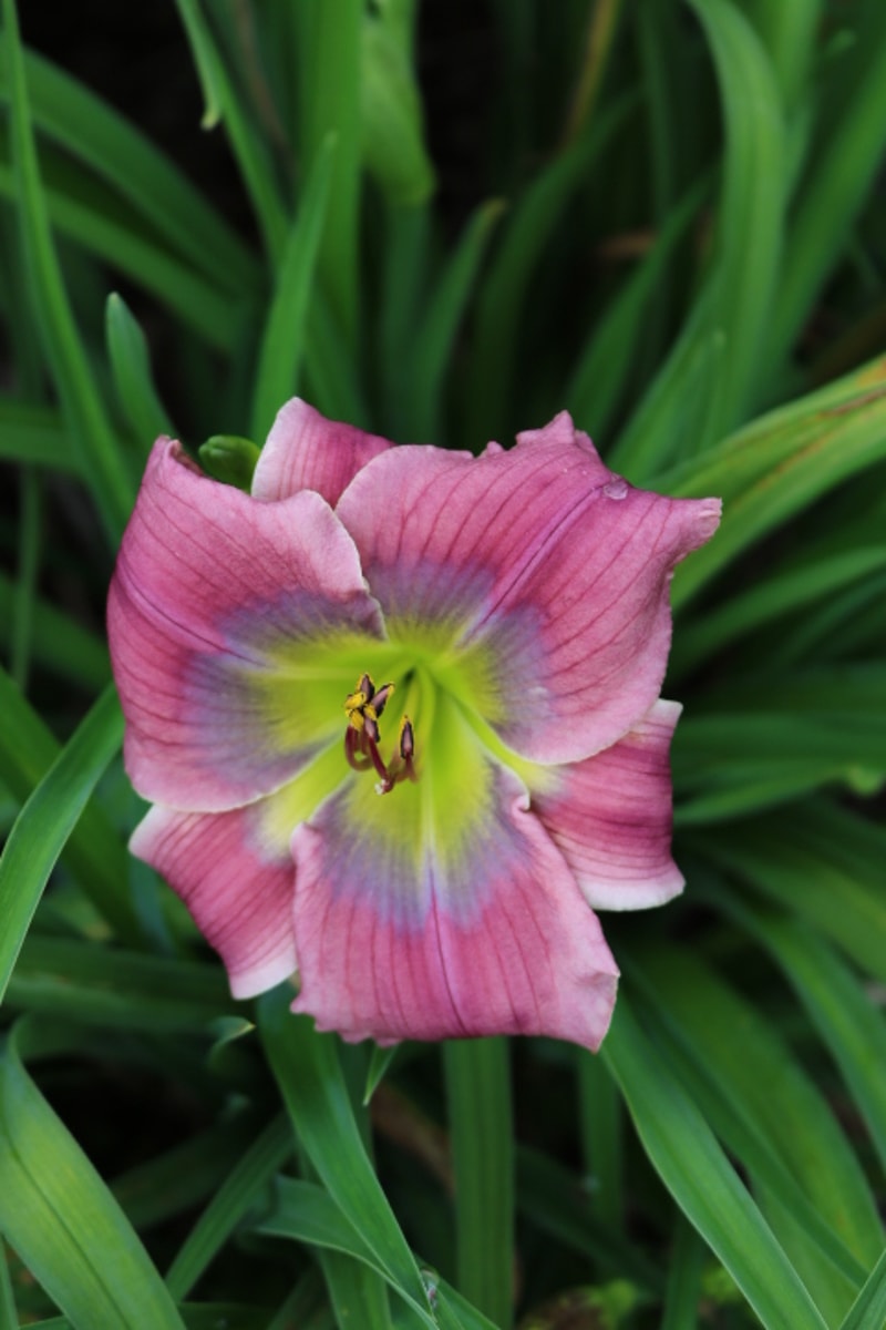 Aileen's Rainbow from Haley_Springs_Farm