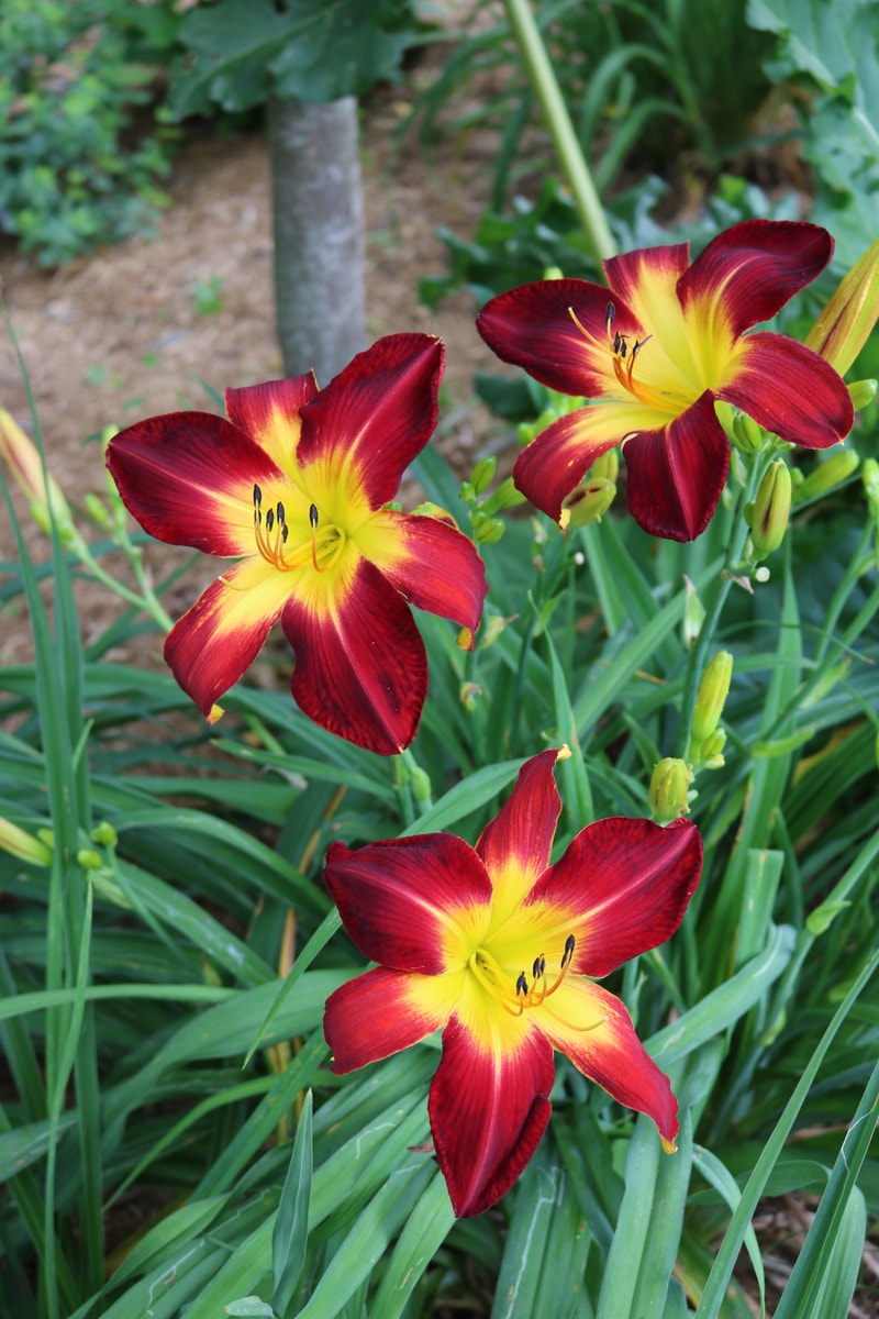 Ruby Spider from Haley_Springs_Farm