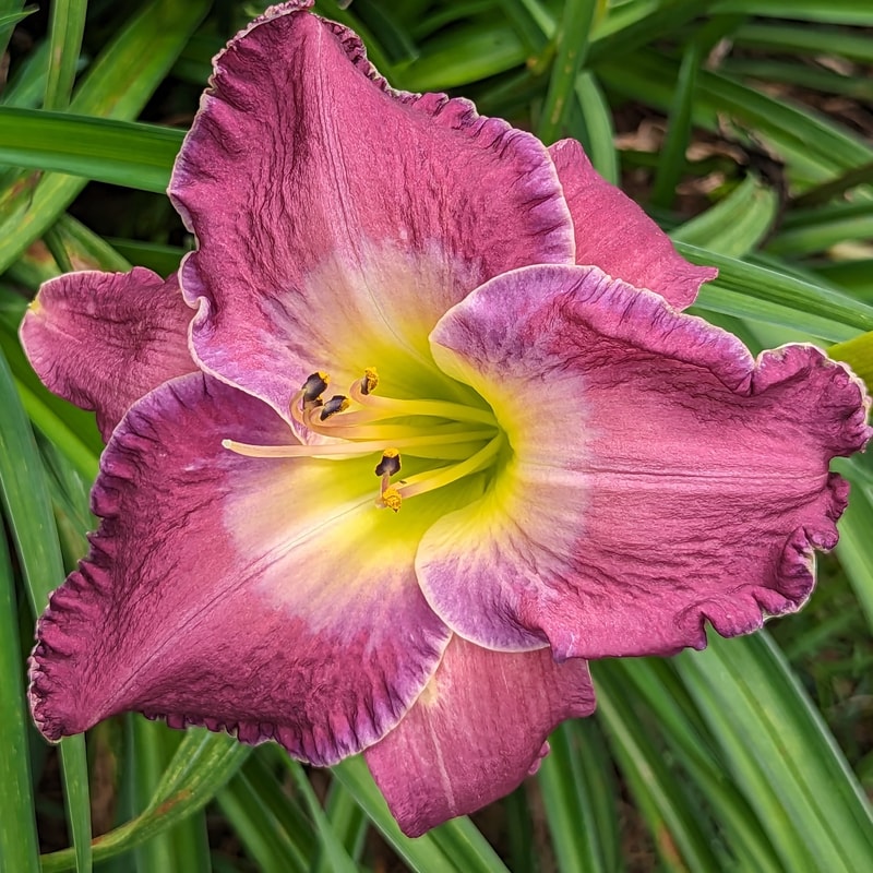 Beside Still Waters from Haley_Springs_Farm