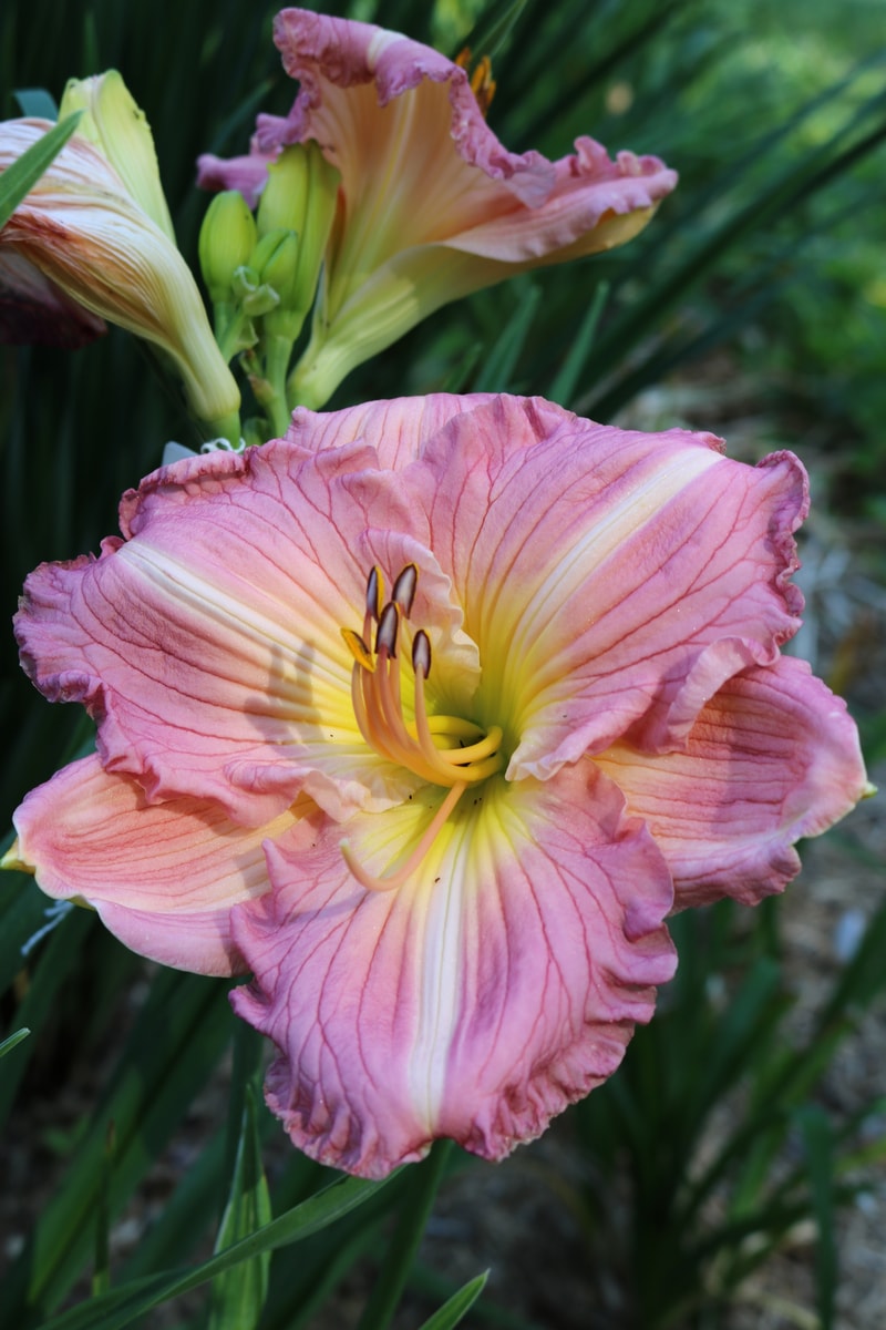 Tani from Haley_Springs_Farm