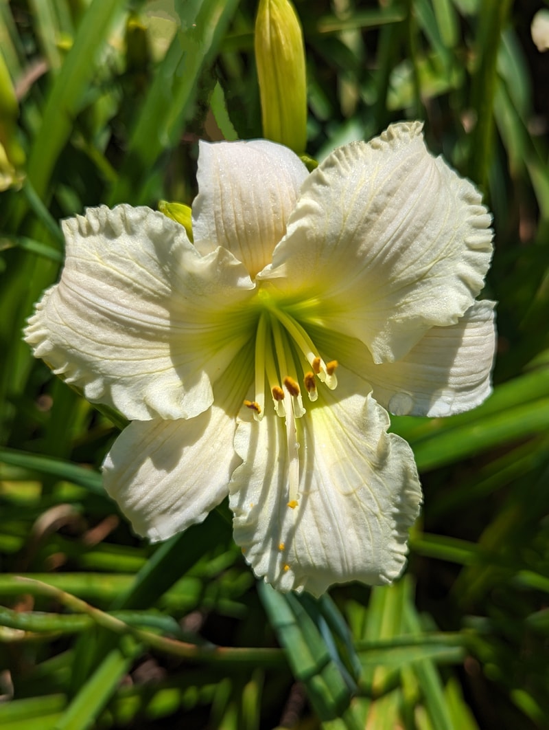 Chill from Haley_Springs_Farm